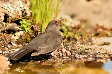 Obraz premium mirlo (turdus merula) posado en el borde del estanque