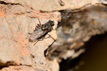  mosca doméstica (Musca domestica)