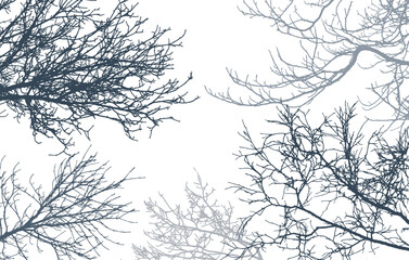 Obraz premium Bare branches of trees silhouette, background. Vector illustration