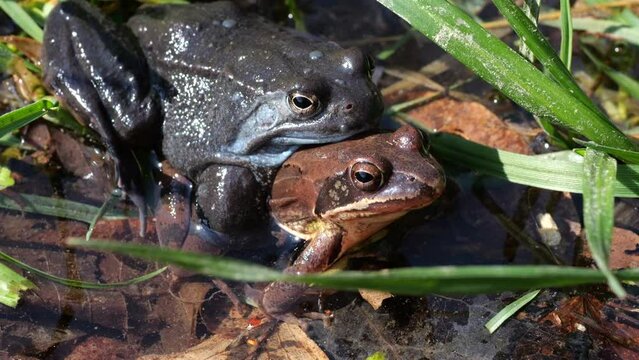 Mating in frogs in the pond in spring.