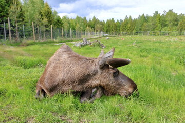 European Moose, Alces alces, also known as the elk. Wild life animal in a wildlife resort in sweden