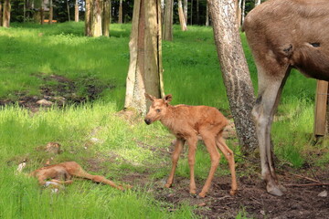 European Moose Calf, Alces alces, also known as the elk, Sweden