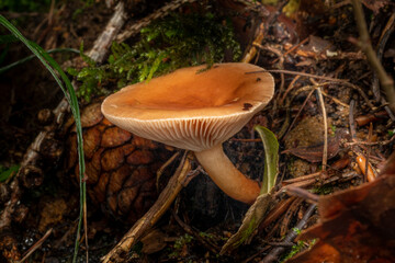 mushroom on the ground in foliage and moss with cone