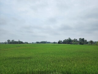 green field and blue sky