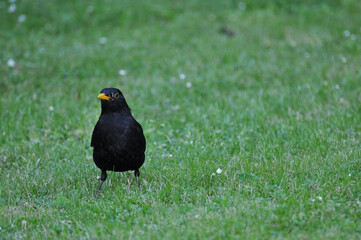 Common blackbird, Turdus merula, on a lawn