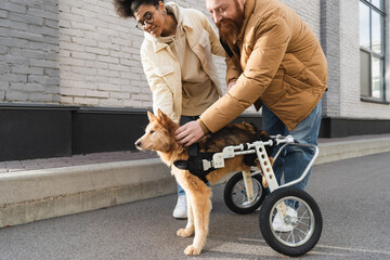 Smiling multiethnic couple petting handicapped dog in wheelchair outdoors.