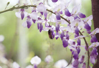 Obraz premium bee at pring flowers wisteria blooming