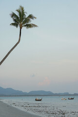 Tall coconut tree grows on the beach with group of boats parking near the beach and blue sky in background
