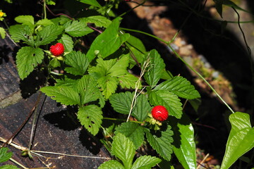 ヘビイチゴの実, False strawberry fruits