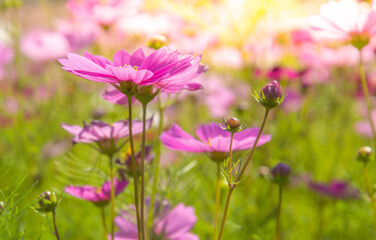 Sweet pink cosmos flowers  Blooming outdoors, afternoon, sunny, in the botanical garden. copy space