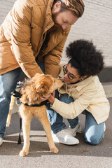 Positive african american woman petting dog with special needs near boyfriend outdoors.