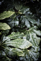 Fatsia plant with lush green leaves 