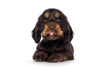 Adorable choc and tan English Coclerspaniel dog puppy, laying down facing front. Sticking out tongue. Looking towards camera, isolated on a white background.