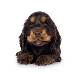 Adorable choc and tan English Coclerspaniel dog puppy, laying down facing front. Mouth slightly open. Looking towards camera, isolated on a white background.