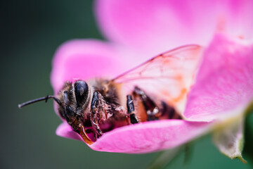 Bee and flower. Close up of a large striped bee collects honey on a  flower on a Sunny bright day. Macro horizontal photography. Summer and spring backgrounds
