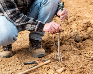 Farmer in the new vineyard prepares and plants the new vine seedlings in the ground. Agricultural industry, winery. 