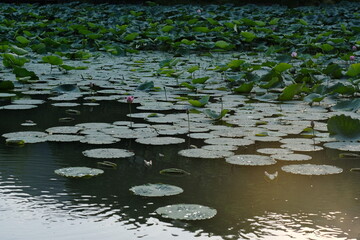 water lily