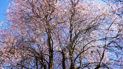 Big tree with spring branches