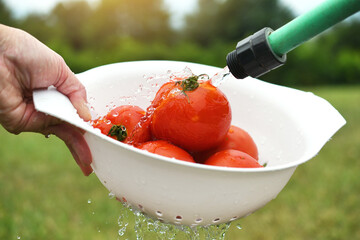 Woman rinsing organic tomatoes off under water from hose in colander picked fresh from the garden.