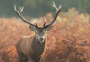 Naklejka na ściany i meble Red deer stag on a misty autumn morning