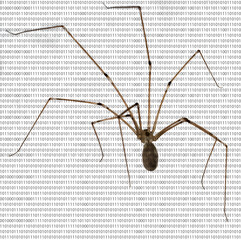 Image of a spider with long tentacles on the background of a binary code.