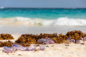Bluebottles, or Portuguese-men-of-war, are seen washed up on an Atlantic beach in Bermuda. The stings can be extremely painful