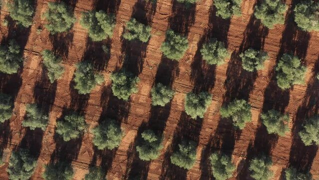 Aerial drone view of an olive trees for the production of olive oil near Antequera, Andalusia, south Spain. Olive tree fiel seen from above