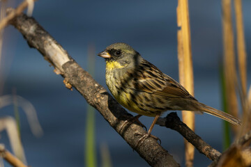 湿地の草陰を移動するアオジ