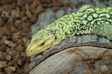 Varanus melinus
