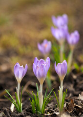 Delicate flowering of botanical crocuses in early spring