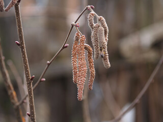 Male flowers on hazelnut branches