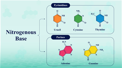 The Building Blocks of Genetic Information: Nitrogenous Bases and Nucleotides