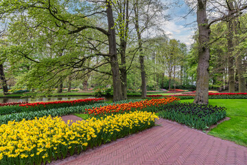 Fototapeta na wymiar Tulip flower bulb field in garden, spring season in Lisse near Amsterdam Netherlands