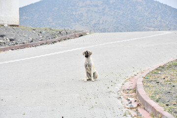 Big white street dog sitting on a rural road in Turkey