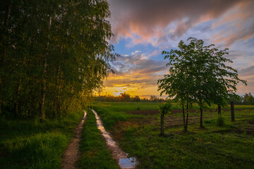 sunset over the field