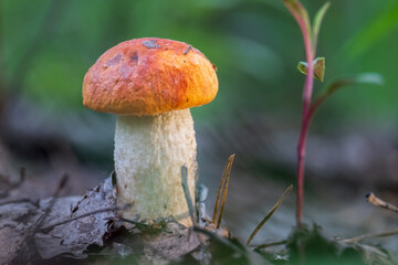 mushroom in the forest
