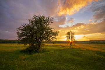 Fototapeta premium sunset in the forest