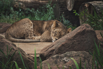 Beautiful african lioness sleeping in a zoo in germany