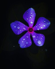 Flower photography can be challenging, but is hugely rewarding.