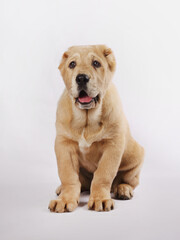 Obraz premium Central Asian Shepherd Dog