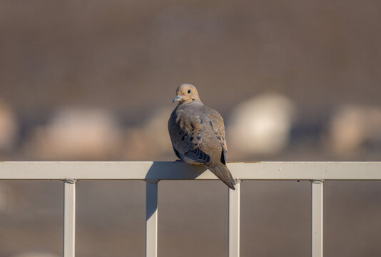 Dove on white painted mental fence looking back 