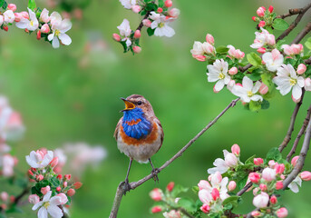 bluethroat bird sits on a branch of a pink apple tree in spring blooming the garden and sings