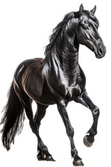 Fototapeta na wymiar an equestrian-themed photographic illustration of a black stallion horse rearing and running on a transparent background in PNG. T-shirt design. Generative AI