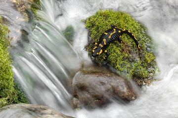 Aerial view of waterfalls with fire salamander (Salamandra salamandra)