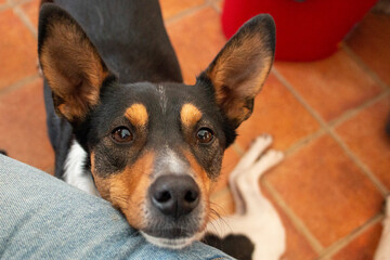 multi colored dog look, looking at camera