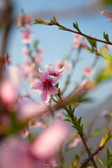 Fototapeta na wymiar The beauty of blossom in spring, Italy, Bolzano