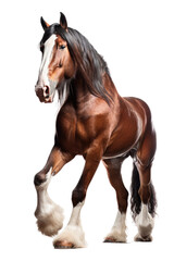 an equestrian-themed photographic illustration of a brown draft shire horse rearing and running on a transparent background in PNG. T-shirt design. Generative AI