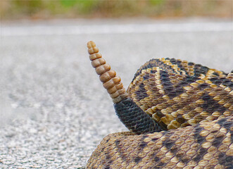 Eastern Diamondback rattle snake, rattler or rattlesnake - Crotalus adamanteus - close up of rattle while crossing paved road - obrazy, fototapety, plakaty