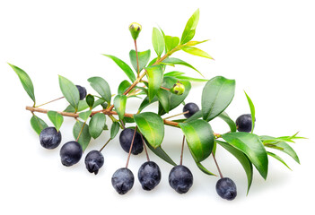 Myrtle branch with leaves and berries isolated on white background.