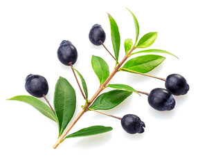 Myrtle branch with leaves and berries isolated on white background.